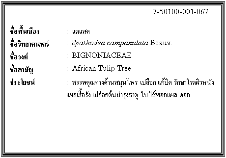 กล่องข้อความ: 7-50100-001-067 ชื่อพื้นเมือง : แคแสด ชื่อวิทยาศาสตร์ : Spathodea campanulata Beauv. ชื่อวงศ์ : BIGNONIACEAE ชื่อสามัญ : African Tulip Tree ประโยชน์ : สรรพคุณทางด้านสมุนไพร เปลือก แก้บิด รักษาโรคผิวหนัง แผลเรื้อรัง เปลือกต้นบำรุงธาตุ ใบ ใช้พอกแผล ดอก